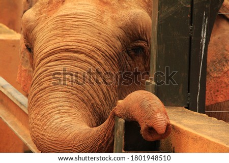 brown elephant trapped in cage