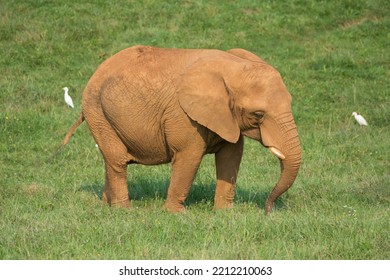 brown elephant walking on a green field 