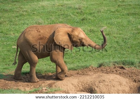 brown elephant walking on a green field 