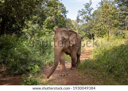 Brown elephant walling freely on the forest in mondulkiri