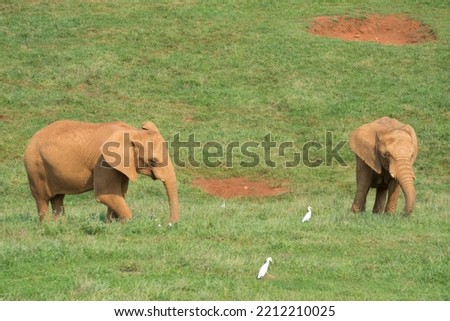 brown elephants walking on a green field 