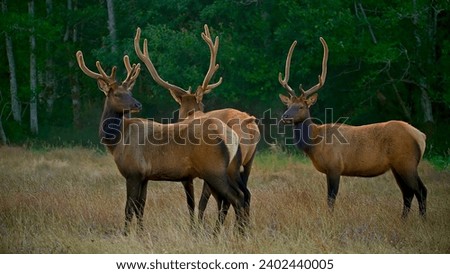 brown elk, wildlife, wildlife animal, wild elk in a wide field