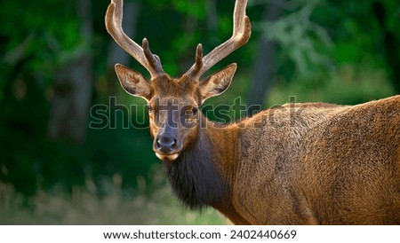 brown elk, wildlife, wildlife animal, wild elk in a wide field
