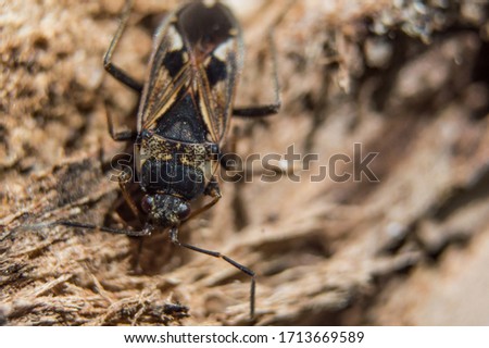 Brown elm bug in macro. Insect with red eyes  and black dots on body. Closeup photo with blurred background. Stock fotó © 