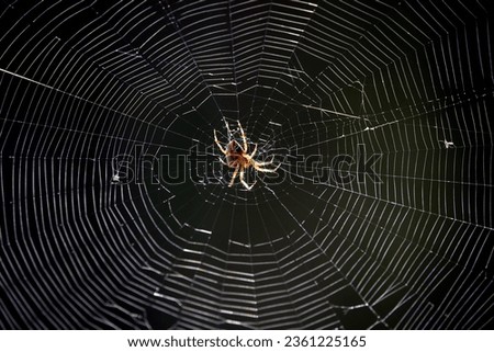 Brown European Garden Spider or araneus diadematus in the massive cobweb beautifully backlit by the sun shining hunting for prey
