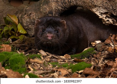 A brown European mink or nerts from a fur farm in an autumn forest landscape