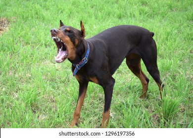 Brown Evil Doberman Is Guarding And Barking