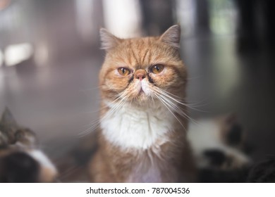 5 356 Exotic Shorthair Images Stock Photos Vectors Shutterstock