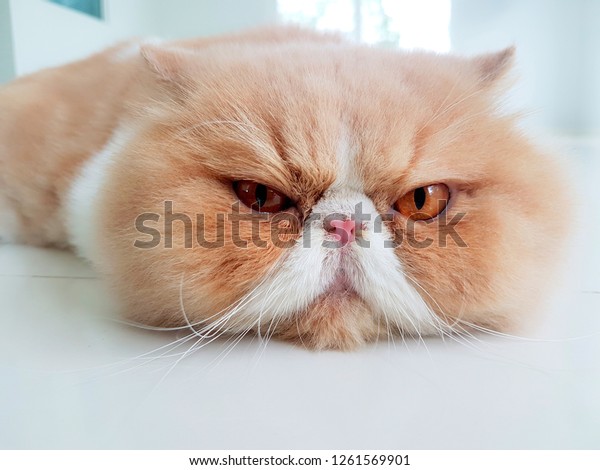 Photo De Stock Le Brun Exotic Shorthair Cat Est Shutterstock