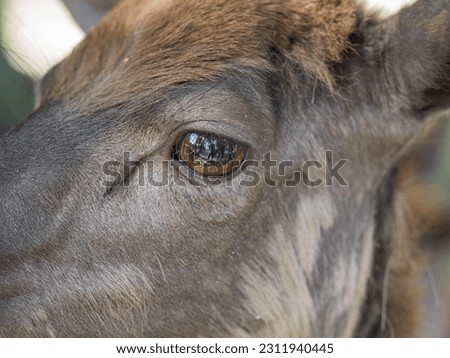 a brown eye of a deer in close-up