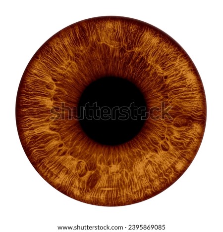Brown eye iris - human eye