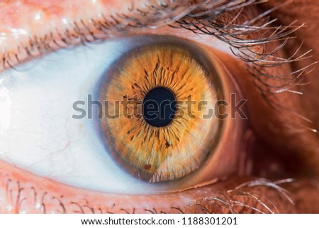 brown eye macro