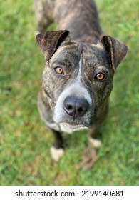 Brown Eyed Pitbull Mixed With Boxer