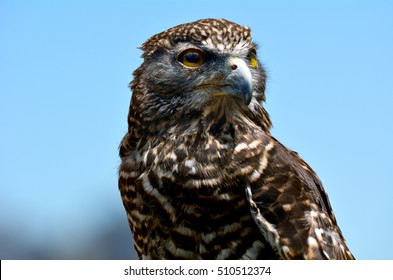 Brown falcon portrait isolated on clear blue sky, It is a large falcon endemic to Australia.Brown falcon is a large falcon endemic to Australia. No people. Copy space - Powered by Shutterstock