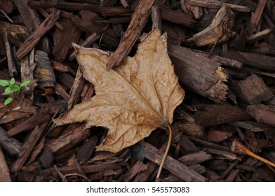 Brown fallen leaf