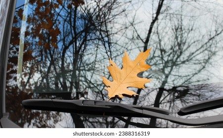 Brown fallen leaf under car wiper on windshield with naked trees reflection 