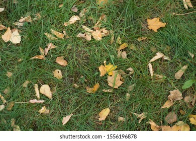 Brown fallen leaves on green grass from above