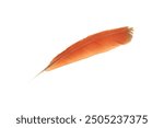 Brown feather isolated on white background, Beautiful feather	