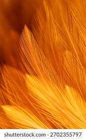 Brown feather texture, macro, close up,Close-up of brown blurred soft feather texture,Brown macro feather texture,macro photo of brown hen feathers. background or textura,Chicken feather macro,backgro