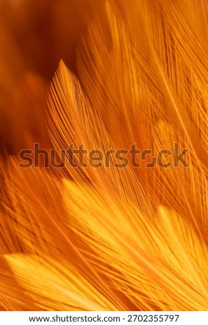 Brown feather texture, macro, close up,Close-up of brown blurred soft feather texture,Brown macro feather texture,macro photo of brown hen feathers. background or textura,Chicken feather macro,backgro