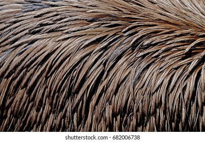 Brown Feathers Of An Emu