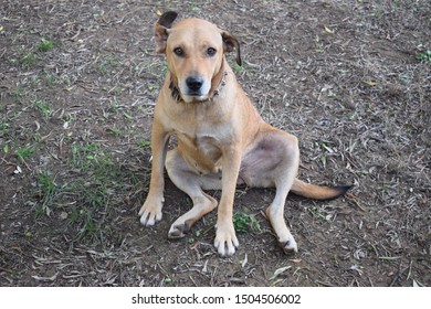 Brown Female Dog Wearing Studded Collar Stock Photo 1504506002 