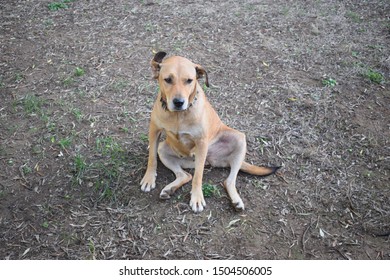 Brown Female Dog Wearing Studded Collar Stock Photo 1504506002 ...