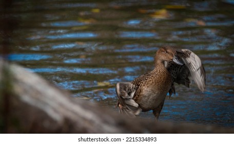 Brown Female Duck On Blue Water Pond In Autumn Color Evening