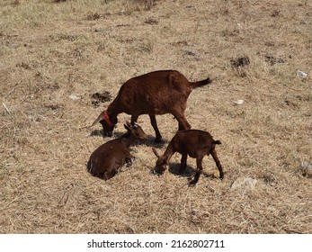 Brown Female Goat And Two Kids Feeding In A Dried Field. The Goat (Capra Hircus) Is A Domesticated Species Of Goat-antelope Typically Kept As Livestock Of The Bovidae Family, Subfamily Caprina.