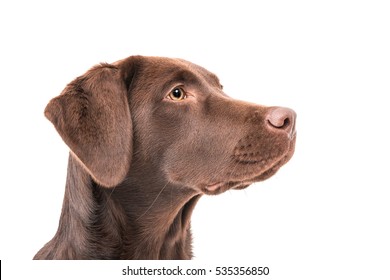 Brown Female Labrador Retriever