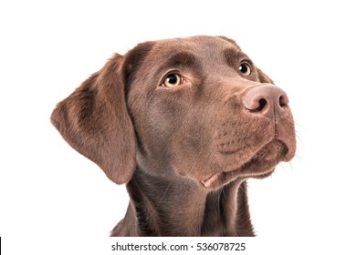 Brown Female Labrador Retriever