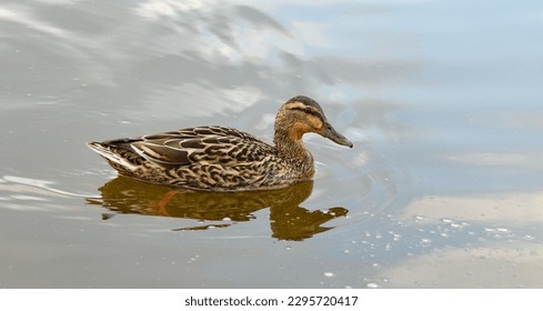 Brown female mallard duck floating on the water in the lake, reflecting in the surface - Shutterstock ID 2295720417
