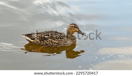 Brown female mallard duck floating on the water in the lake, reflecting in the surface