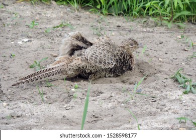 A Brown Female Pheasant Taking A Dust Bath