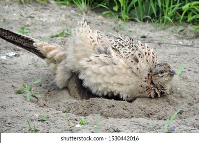 A Brown Female Pheasant Taking A Dust Bath