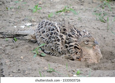 A Brown Female Pheasant Taking A Dust Bath