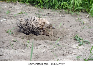 A Brown Female Pheasant Taking A Dust Bath