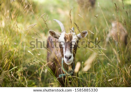 Foto Bild Wiesen-Bocksbart Umwelt