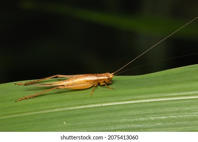 Brown Field Cricket Nymph Rest On Green Leaf