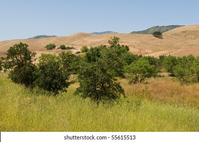 Brown Fields And Hills, Danville, California