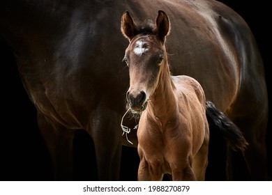 Brown filly foal standing close to mare. Animal mother and thoroughbred baby horse in beautiful light and isolated on black.