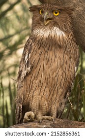 Brauner Fisch Adler, der den Kopf unter Schatten in der Nähe eines Waterhols im Ranthambohrer schlägt.