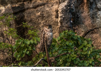 A Brown Fish Owl Camouflage Against Limestone Hills