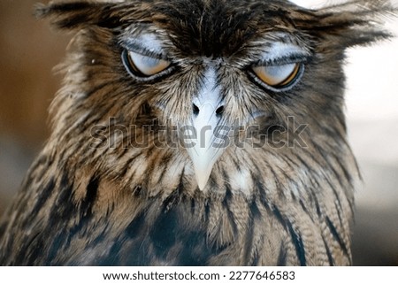 Similar – Foto Bild Blick Vogel Bussard