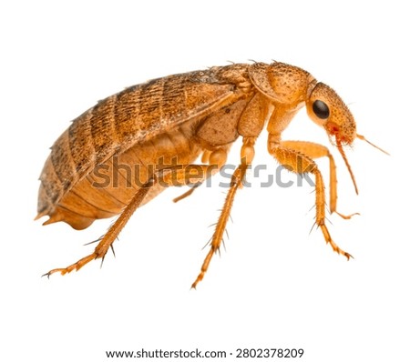Brown Flea Insect Macro Close Up, Common Cat Flea Parasite, Reddish Brown Wingless Insect Isolated on White Background