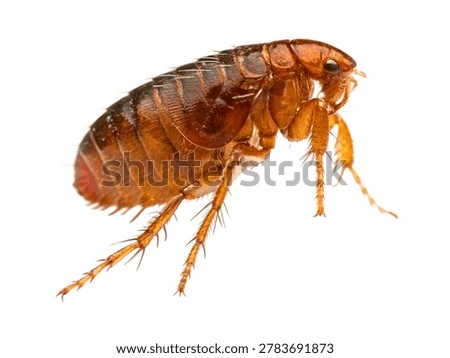 Brown flea tiny macro insect isolated on white background.