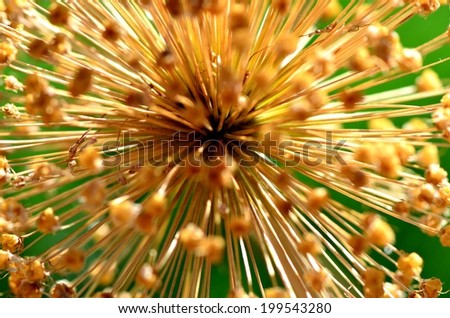 Brown Flower