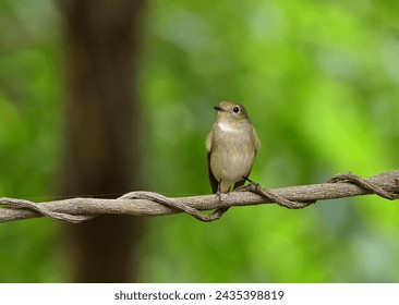 Brown flycatcher wait to catch the fly animal