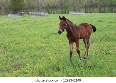 Brown Foal Baby Horse Walking