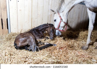 a brown foal is born in a horse box and lies in the straw - Powered by Shutterstock